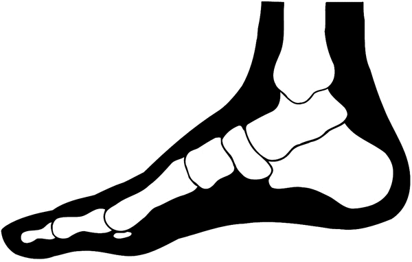 X-Ray of foot with bones showing vinyl sticker. Customize on line.      Biology Research Development 010-0068  