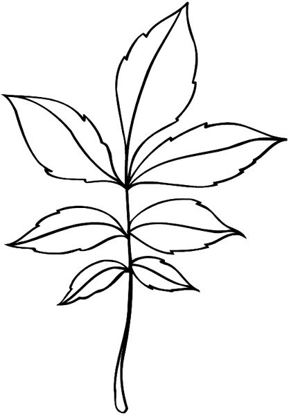 Leafy branch vinyl sticker. Customize on line. Flowers Trees Plants 039-0428