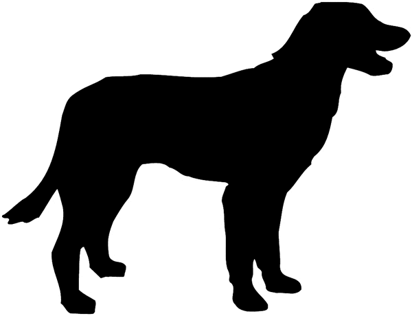 Long haired hunting dog silhouette vinyl sticker. Customize on line. Hunting 054-0144