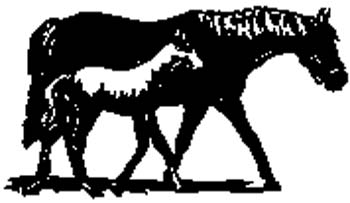 cowboy9 - Horse and foal vinyl decal customized on line. 