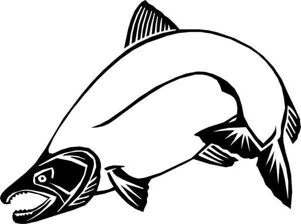 Salmon vinyl graphic decal. Personalize on line. aquaticsalmon
