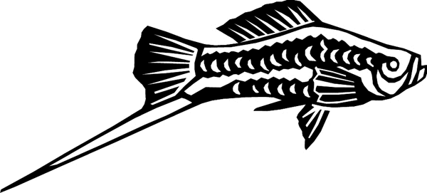 Swordtail Fish graphic vinyl sticker. Customize on line. aquaticswrdtail