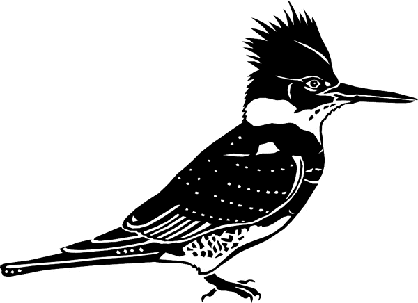 Kingfisher Bird vinyl graphic decal. Personalize on line. birdskingfish