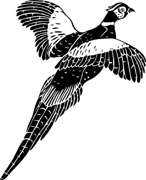 Pheasant in flight vinyl sticker. Personalize on line. birdspheasant