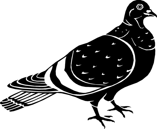 Pigeon vinyl sticker. Personalize on line. birdspigeon