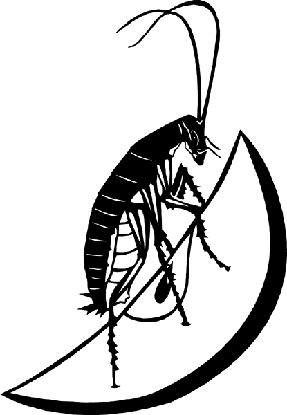 Grasshopper vinyl sticker. Personalize on line. bugs6707 grasshopper
