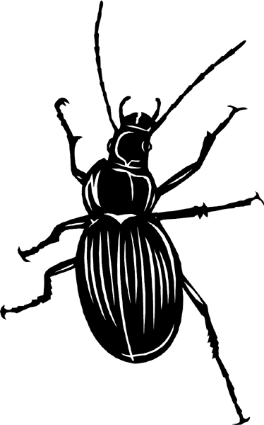 Beetle type Bug vinyl sticker. Customize on line. bugs6716 bug