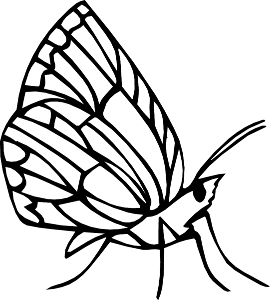 Beautiful Butterfly profile graphic sticker. Customize on line. bugs6719 butterfly