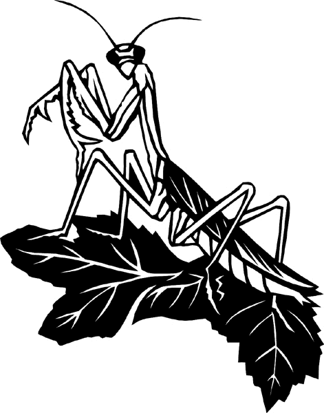 Grasshopper on a leaf vinyl sticker. Personalize on line. bugs6722 
