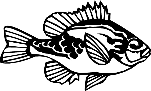Perch Fish vinyl sticker. Personalize on line. fish6323