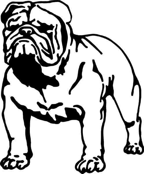 English Bulldog vinyl sticker. Customize on line. motorcycleM098 -