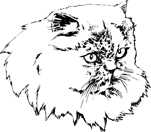 Persian Cat Head vinyl sticker. Customize on line. pets0108 - cat decal