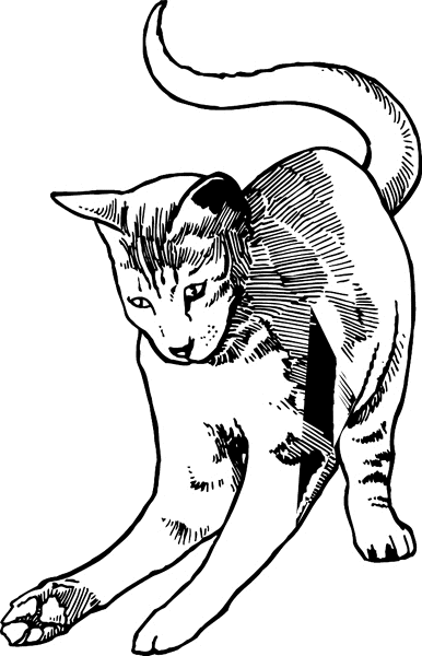 Curious Cat vinyl sticker. Customize on line. pets0113 - kitten decal