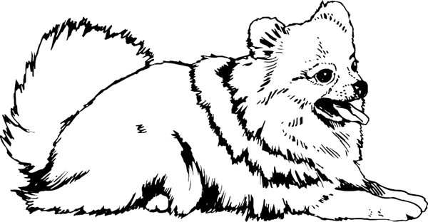 pets0115 Pomeranian dog vinyl sticker. Personalize on line. 