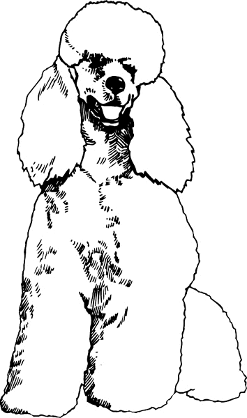 Precious Poodle graphic sticker. Customize on line. pets0116 poodle decal