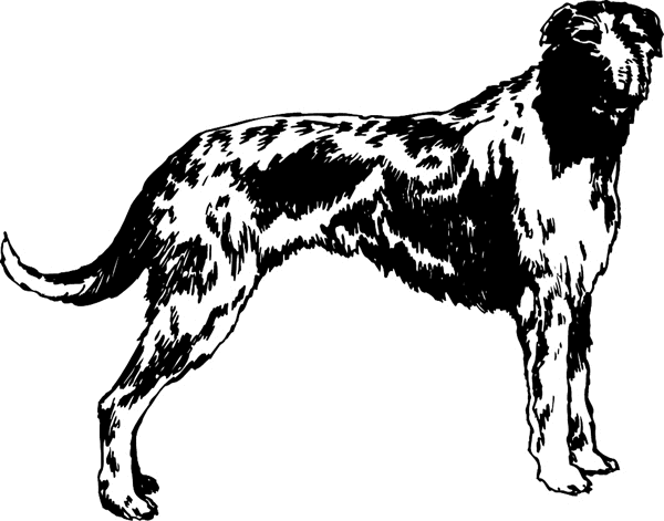 Afghan Hound vinyl graphic sticker. Personalize on line. pets0127 dog decal