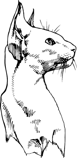 pets0136 - Curious Cat vinyl graphic sticker. Customize on line. 