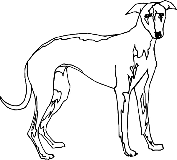 Greyhound drawing graphic sticker. Customize on line. pets0153 - 