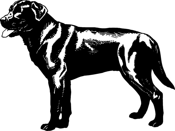 pets0166 - Rottweiler dog vinyl decal. Personalize on line. 