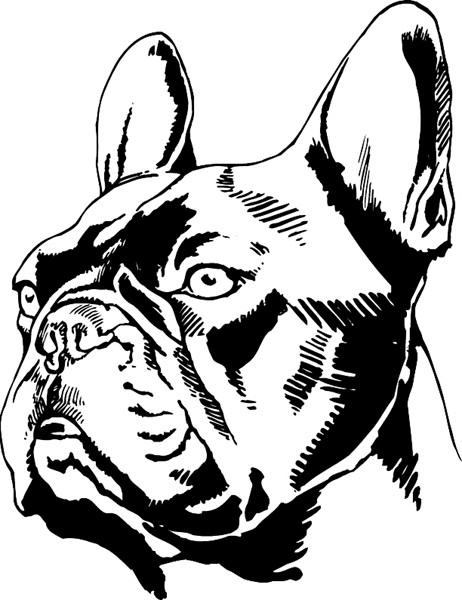 Boxer Dog Head vinyl sticker. Customize on line. pets0171 - 