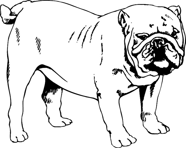 English Bulldog graphic sticker. Customize on line. pets0177 pug nose dog decal