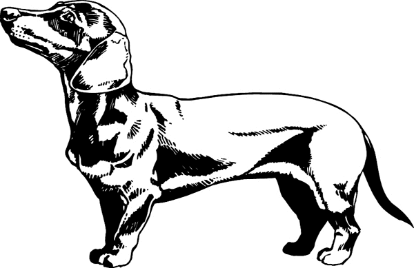 Daschund dog vinyl sticker. Customize on line. pets0198 - 