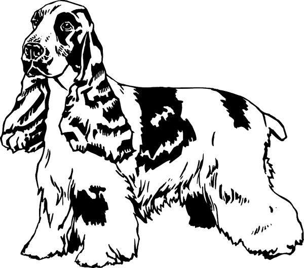 Water Spaniel vinyl sticker. Customize on line. pets0207 - dog decal