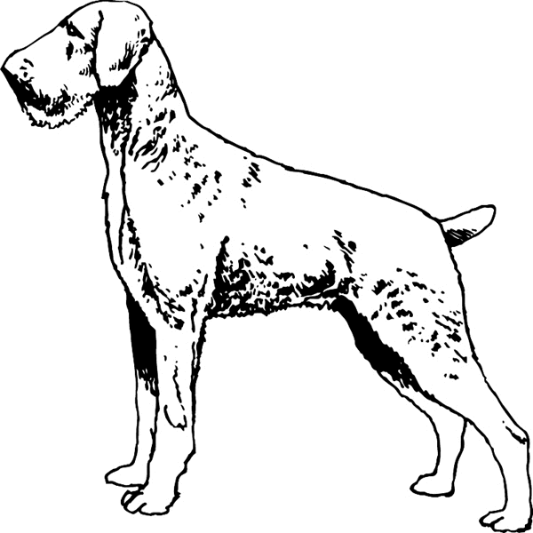 Airedale dog vinyl sticker. Customize on line. pets0211 - terrier dog sticker