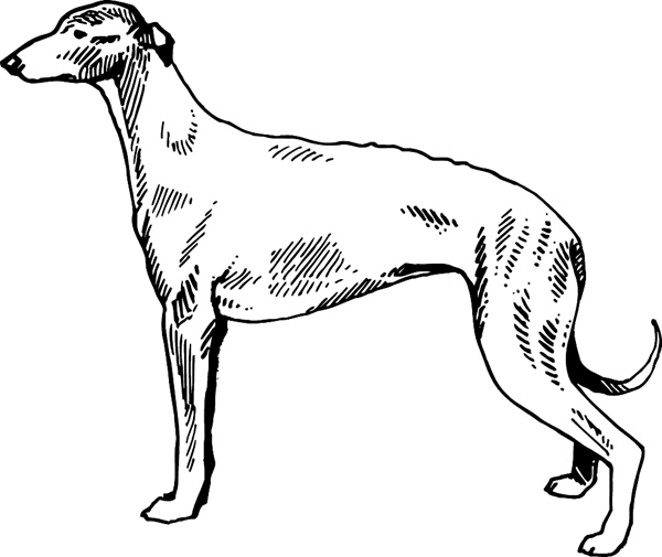 Greyhound Dog vinyl graphic sticker. Customize on line. pets0216 - 