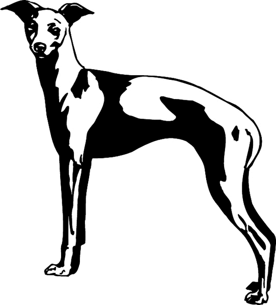 Greyhound dog vinyl sticker. Customize on line. pets0220 dog decal