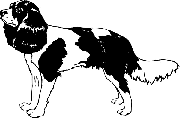Beautiful Spaniel vinyl sticker. Customize on line. pets0223 - vinyl dog decal