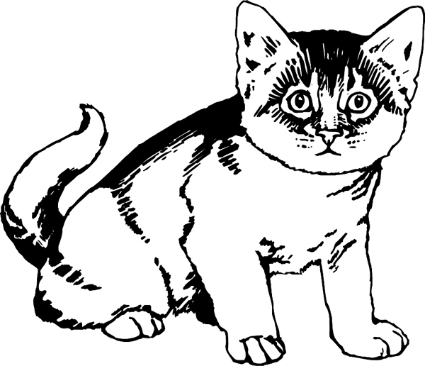 Staring Kitten vinyl graphic sticker. Customize on line. pets0230 - 