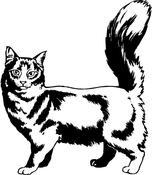 Fluffy Feline vinyl sticker. Customize on line. pets0237 - cat sticker