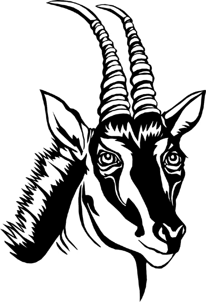 wildlifeantelope