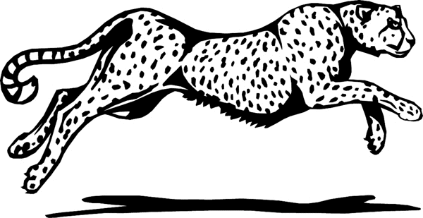 Cheetah vinyl graphic decal. Personalize on line. wildlifecheetah
