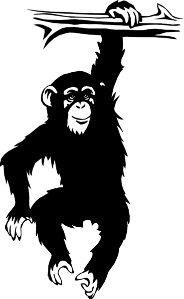 Chimpanzee hanging from branch vinyl sticker. Customize on line. wildlifechimp