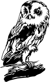 Owl perching on limb.  Decal Customized ONLINE. 0667