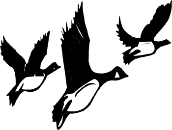 Mallard ducks flying Decal Customized Online. 1676